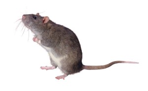 rat standing