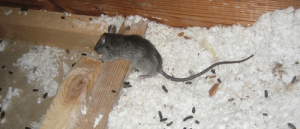 rats-in-attic-bradenton1