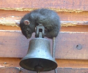 Rat on Bell attached to exterior of building