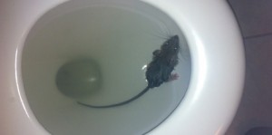 rat in toilet