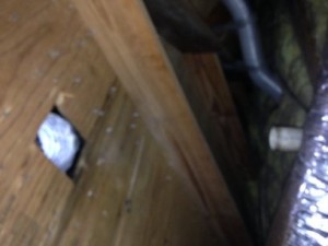 Rodent Entry Point in Attic