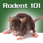 Rodent trapping and removal in Florida